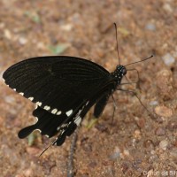 Papilio polytes Linnaeus, 1758